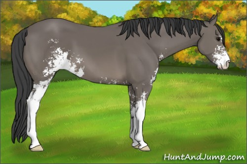 Horse Color: Black Sabino 