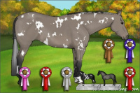 Horse Color:White Spotted Grullo 