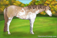 Horse Color:Black Pearl Sabino