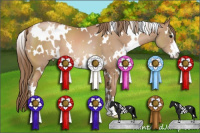 Horse Color:White Spotted Black Pearl Sabino 