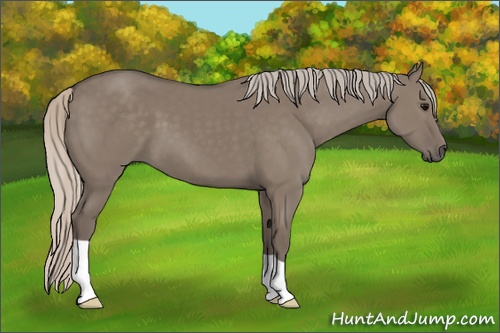Horse Color: Silver Grullo 