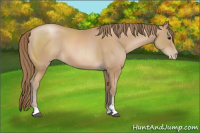 Horse Color:Black Pearl Sabino 
