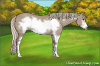 Horse Color:Silver Brown Dun Sabino Frame 