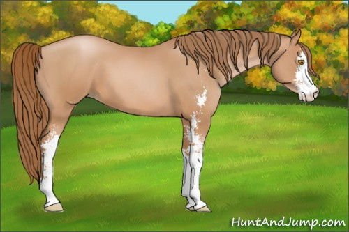 Horse Color: Bay Pearl Sabino 