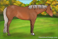 Horse Color:Silver Bay Sabino 