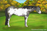 Horse Color:Black Sabino Frame