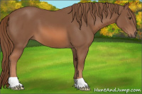 Horse Color:Liver Chestnut