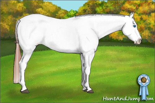 Horse Color: White Spotted Bay Dun Splash Blanket Rabicano 