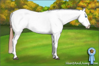 Horse Color:White Spotted Bay Dun Splash Appaloosa Rabicano 