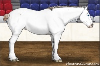 Horse Color:Bay Splash Near Fewspot 