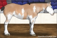 Horse Color:Bay Splash 