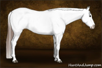 Horse Color:Bay Sabino Appaloosa 