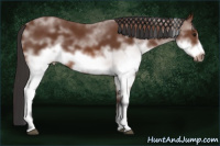 Horse Color:White Spotted Bay Frame