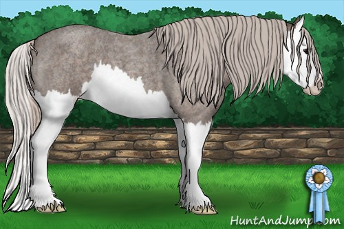 Horse Color: Silver Blue Roan Splash 