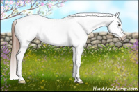 Horse Color:Liver Red Dun Tobiano Appaloosa 