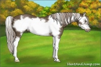 Horse Color:Chocolate Palomino Roan Splash Frame 