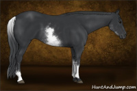 Horse Color:White Spotted Black