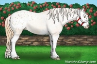 Horse Color:Gold Champagne Splash Appaloosa 