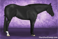 Horse Color:Gray Black 