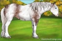 Horse Color:White Spotted Silver Bay Splash
