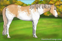 Horse Color:White Spotted Palomino Dun 