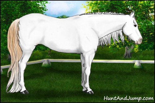 Horse Color: White Spotted Buckskin Blanket 