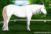 Horse Color:White Spotted Buckskin Blanket 