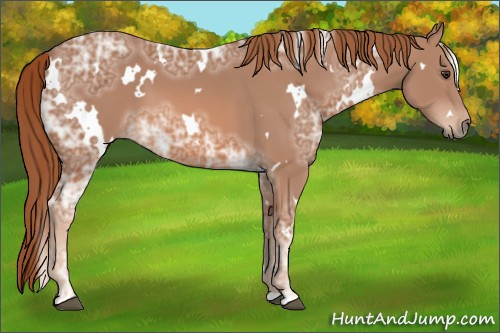 Horse Color: White Spotted Liver Chestnut Ice 