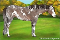 Horse Color:White Spotted Liver Chestnut Ice Splash 