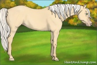 Horse Color:Silver Classic Cream Champagne Dun 