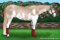 Horse Color:White Spotted Liver Chestnut Pearl Splash 