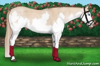 Horse Color:White Spotted Red Dun Roan Splash 