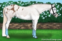 Horse Color:Chestnut Splash Appaloosa 