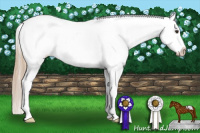 Horse Color:Chestnut Appaloosa 