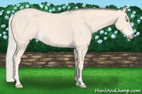 Horse Color:Cremello 