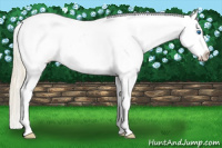 Horse Color:Palomino Sabino Splash Varnish 