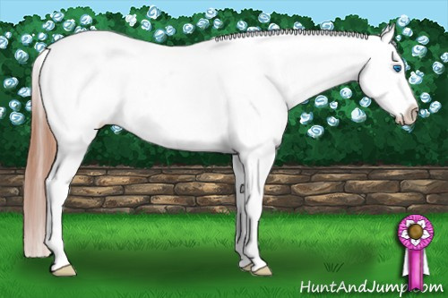 Horse Color: Grullo Splash Blanket 