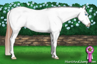 Horse Color:Grullo Splash Appaloosa 