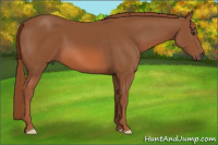 Horse Color:Liver Chestnut 