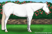 Horse Color:Buckskin Pearl Appaloosa Rabicano