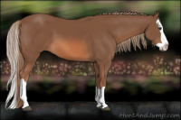 Horse Color:Liver Chestnut Splash 