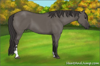 Horse Color:Smoky Grullo Sabino 