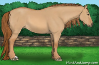 Horse Color:Red Dun 