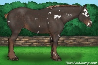 Horse Color:White Spotted Liver Chestnut 