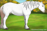 Horse Color:Brown Dun Near Leopard 