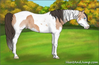 Horse Color:Bay Splash Tobiano 