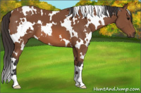 Horse Color:White Spotted Bay 