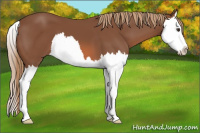 Horse Color:Liver Chestnut Splash 