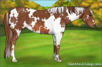 Horse Color:White Spotted Liver Chestnut 
