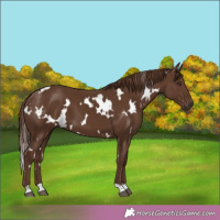 Horse Color:White Spotted Liver Chestnut 